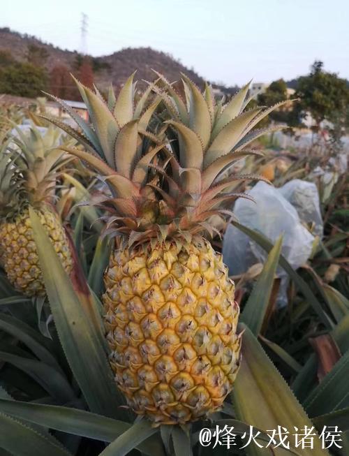 菠萝40万v视频 菠萝40万v视频